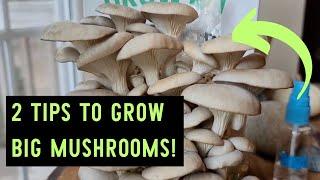 Back to Roots Organic Oyster Mushroom Kit Review and Growing Tips