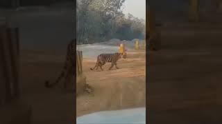 National Animal on National Highway