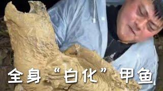 【戶外捕魚vlog】6萬塊包鱷龜塘，第一次發現全身「白化」甲魚#熱點#農村生活#農村#三農