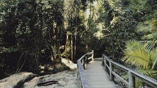 Green Catbird Song / Call (sounds like a crying baby) - Maiala National Park QLD Australia