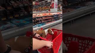A bull terrier in a supermarket Can you go to the store with a dog?
