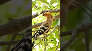 Mind-Blowing Facts About the Mysterious Hoopoe!  | Bright Show Nature