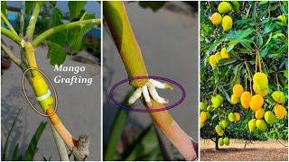 How to Air Layering Mango treeEasy method to grow mango tree from cuttings at home