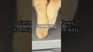 Only Paws  #shorts