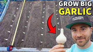 How To PLANT GARLIC The Easy Way For BIG Harvests!