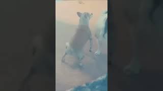 hahaha  so funny videos #shorts #funnyvideos #video #viral trends world