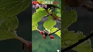 능금빛순정 배호 #어성초