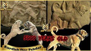 Kurdish Pejdar  5000 Years Old Mastiff  Dog From Mesopotamia