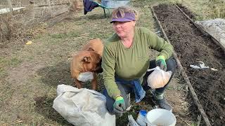 ЧИМ ПІДЖИВЛЮЮ ГРЯДКИ ПЕРЕД ПОСАДКАМИ, ЗЕМЛЯ ЯК ПУХ, КРОПИВНИЦЬКИЙ