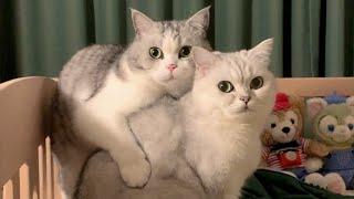 一天到晚找不到我的猫，一找到就发现它在做奇怪的事｜花花与三猫 Cat Live