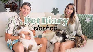 CHRISTMAS HOME DECORATING with a husky & 2 cats, ft. Slashop!  Pet Diary #6 | YB Chang Biste