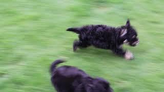 Mini Bernedoodle Puppies for Sale