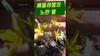 중의무릇 야생 백합