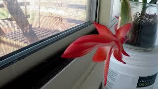 Christmas Cactus Flower Time-lapse