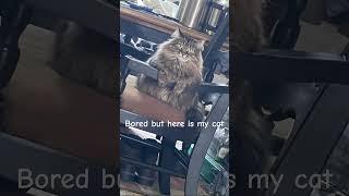 Here is my cat