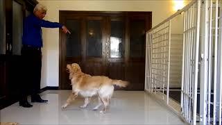 Cage training, Labrador and golden retriever. (Pakistan Dog Trainer)