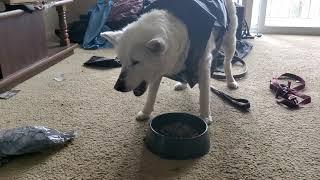 Blind Husky dog has a unique way of eating.