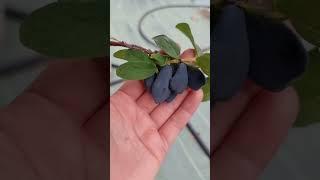 Жимолость Бореал Близзард. Вот это размерчик!!! #жимолость #близзард