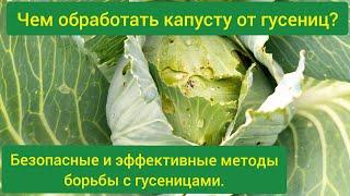 Чем обработать капусту от гусениц/обработка капусты от гусениц народными средствами/