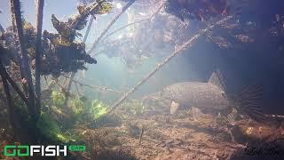 GO FISH CAM РЫБА ПОД ВОДОЙ