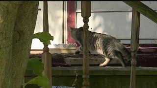 Animal Charity overwhelmed by Youngstown cat rescue