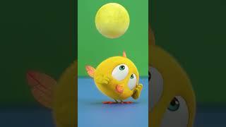 Chicky and his new friend #chicky | Chicky Cartoon in English for Kids