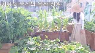 [도시농부 꽃님이] 치유와 휴식의 옥상 정원