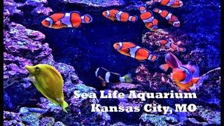 Sea Life Aquarium – Kansas City, MO: Wandering Walks of Wonder Slow TV Walking Tour 4K