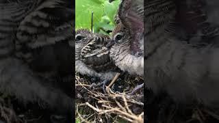 Baby birds video #93