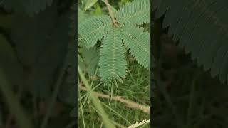 makahiya leaves #shorts #shortvideo #shortfeed