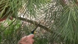 How to Prune Grevilleas - Australian Native Plants - Pruning Grevilleas