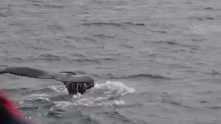 Whale Watching Akureyri - Classic Tour 22.7.16 @ 13:00