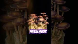 Nats #mycology #mushroom #spore #fungi #mycelium #natalensis #cubensis #science