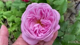 3 easy care roses and perennials for garden novice