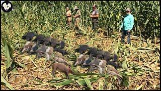 How Texas Farmers Deal With Millions Of Giant Wild Boar Invading Corn Fields