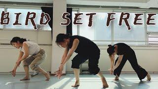 [Beginner Lyrical Jazz] Bird Set Free - Sia Choreography. Soo | 댄스학원 | 재즈댄스 | 리리컬재즈 | 컨템포러리재즈