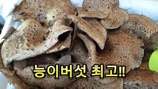 경기도 용문 용문시장! 능이버섯 상황을 보니!? #대박 #버섯 #능이버섯 #느타리버섯