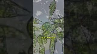 Signs of Alien Life? Webb Spots Mysterious Chemicals on K2-18 b!