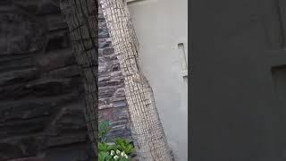 Dangerous palm tree #shorts
