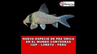 NUEVA ESPECIE DE PEZ ÚNICA EN EL MUNDO CORYDORAS IIAP - LORETO - PERÚ #NotasUrbanas