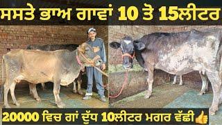 ਸਸਤੇ ਭਾਅ 2 ਗਾਵਾਂ ਵੀਕਾਓ। cows for sale/vadiya farm/10-3-25