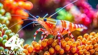 The Colors Of The Ocean 4K ULTRA HD - The Best 4K Sea Animals For Relaxation & Relaxing Music