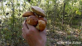 Сбор грибов 2019,собираем в мороз,грибы Сентября)))Грибов мало.Mushroom picking 2019.