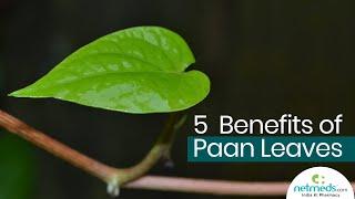 5 Great Benefits Of Betel Leaves/Paan Leaves