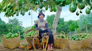 Harvest Round Avocado, Goes To Market Sell, Clear Weeds, Plant Passion Fruit | Lý Tiểu Liên
