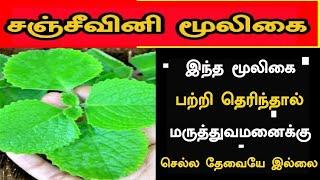 சஞ்சீவினி மூலிகை 99% பேருக்கு இந்த இலையை பற்றி தெரியாது மருத்துவமனைக்கு செல்ல தேவைஇல்லைKarpooravalli