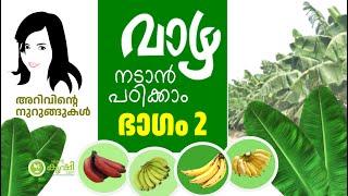 വാഴ നടാന്‍ പഠിക്കാം 2 | Let's learn to plant bananas Part - 2