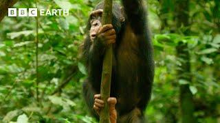 Young Chimp Learns How to Deal With a Snake | Animals With Cameras | BBC Earth