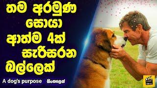 A Dog's Purpose movie review in sinhala | Sinhala movie full review