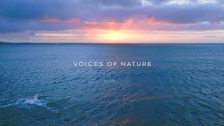 "Voices of Nature" - Genshin Impact × Discovery Collaboration Benefit Short Documentary